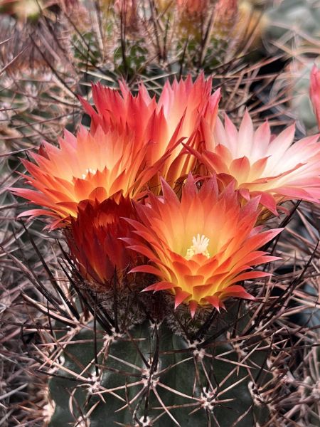 Pyrrhocactus andreanus